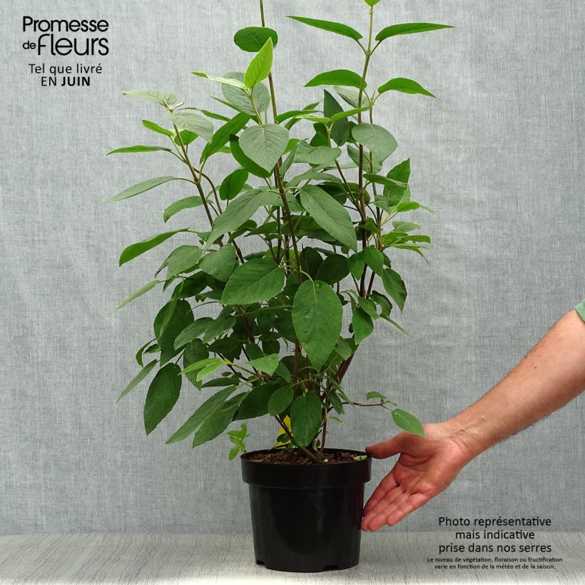 Esemplare di Viburnum lantana Mohican Vaso da 3L/4L consegnato in estate