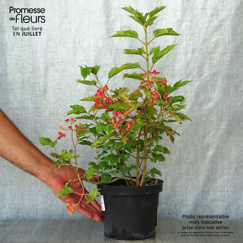 Esemplare di Viburnum opulus Compactum - Oppio Vaso da 3L/4L consegnato in estate