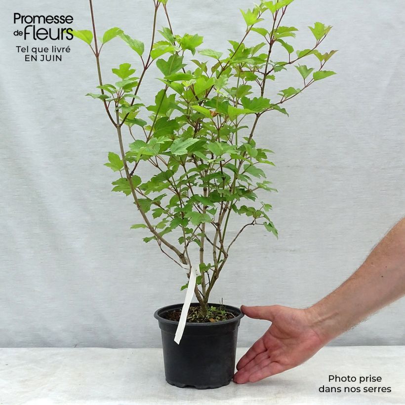Esemplare di Viburnum opulus - Oppio Vaso da 2L/3L consegnato in estate