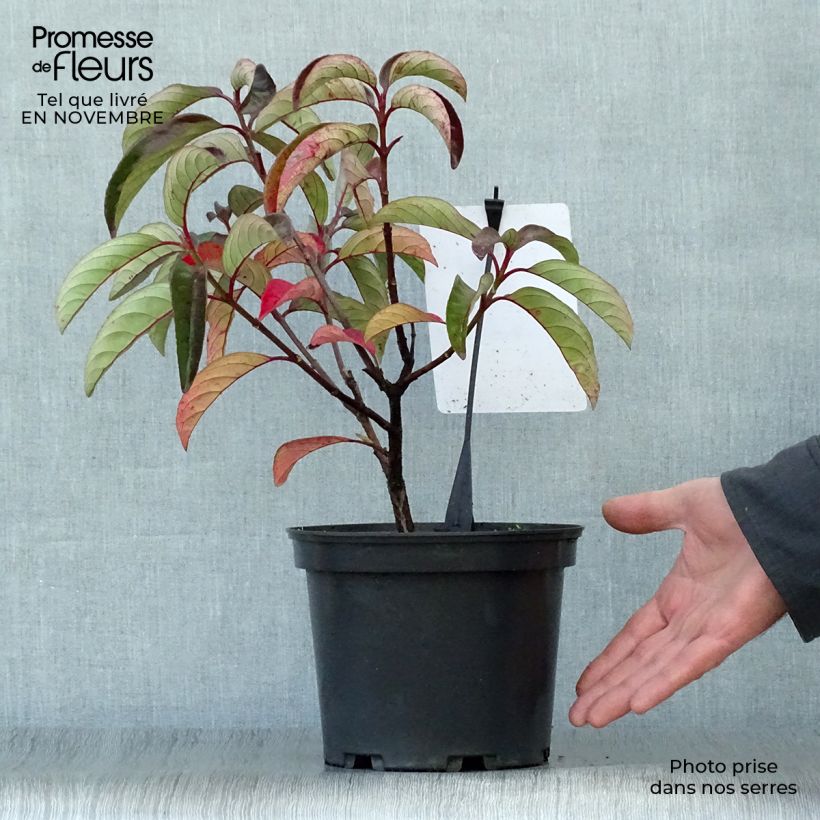 Esemplare di Viburnum Le Bois Marquis Vaso da 3L/4L come consegnato in autunno