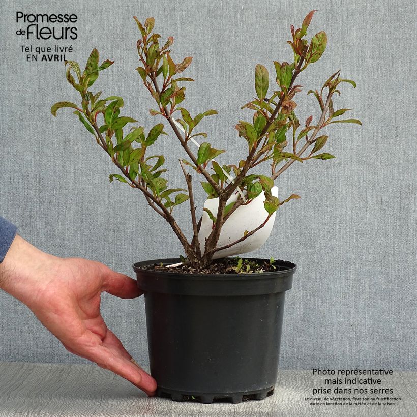 Viburnum Le Bois Marquis Vaso da 3L/4LAltezza consegnata circa 30/40cm esemplare consegnato in primavera