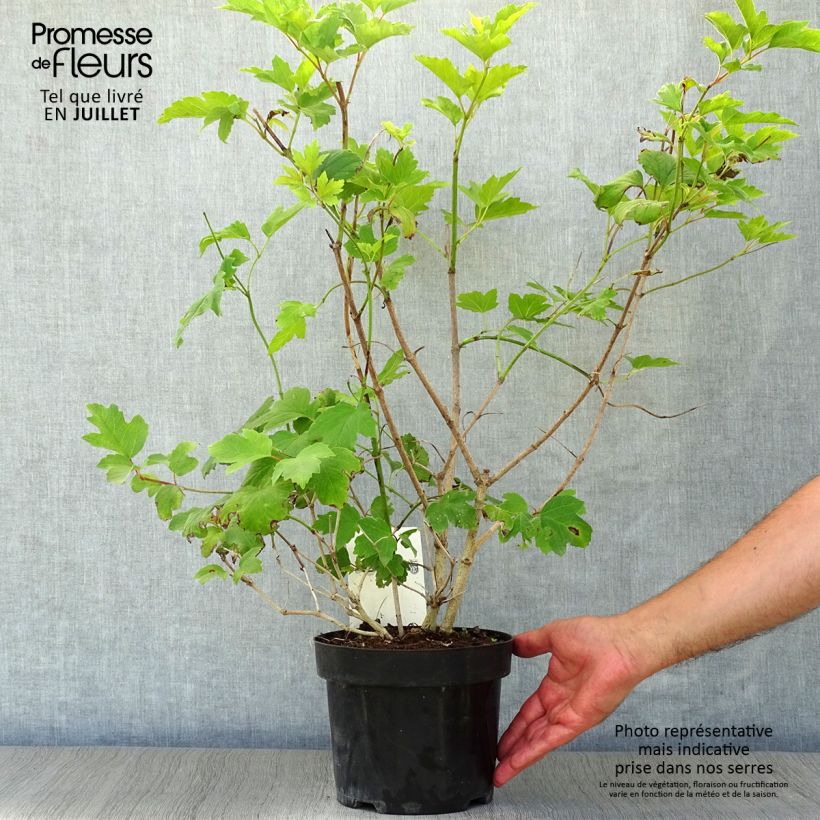Esemplare di Viburnum trilobum Wentworth Vaso da 3L/4L consegnato in estate