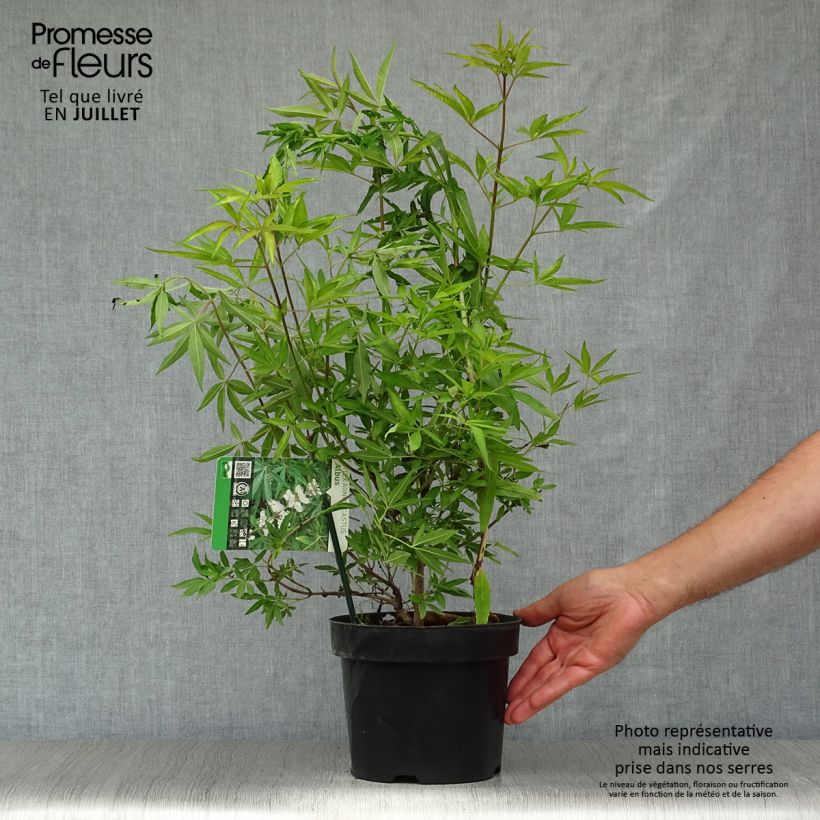 Esemplare di Vitex agnus-castus Albus - Agnocasto Vaso da 3L/4L consegnato in estate