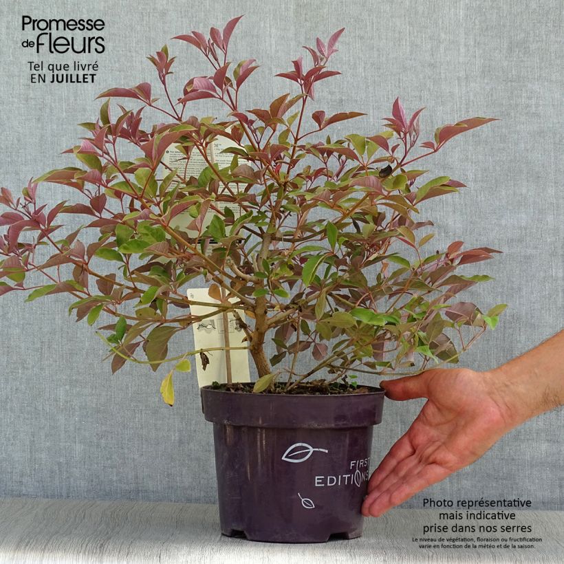 Esemplare di Vitex agnus-castus Flip Side - Agnocasto Vaso da 3L/4LAltezza consegnata circa 20/30cm consegnato in estate