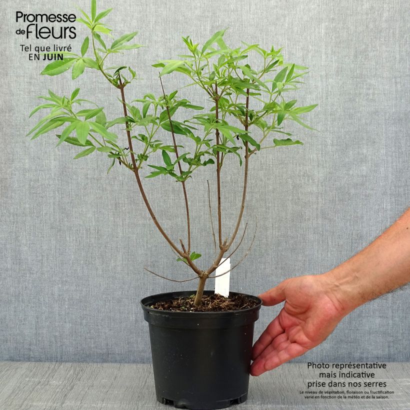 Esemplare di Vitex agnus-castus Latifolia - Agnocasto Vaso da 2L/3L consegnato in estate