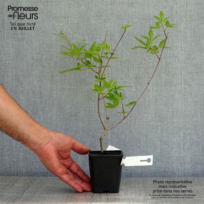 Esemplare di Vitex agnus-castus Latifolia - Agnocasto Vasetto da 8/9 cm consegnato in estate