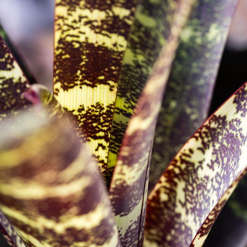 Vriesea Splendide (Fogliame)