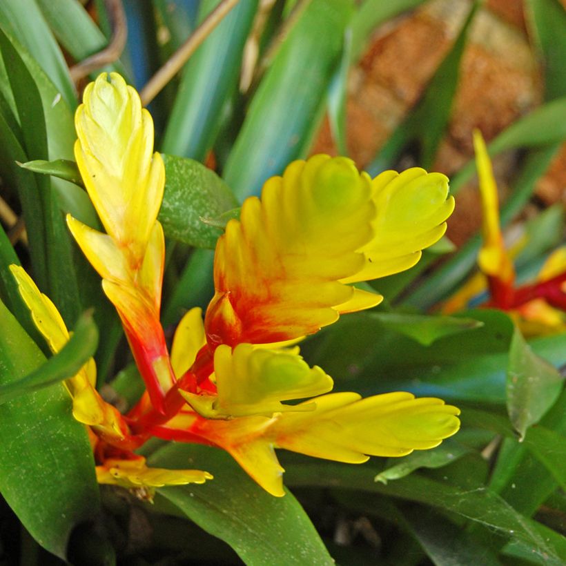Vriesea Delphinus (Fioritura)