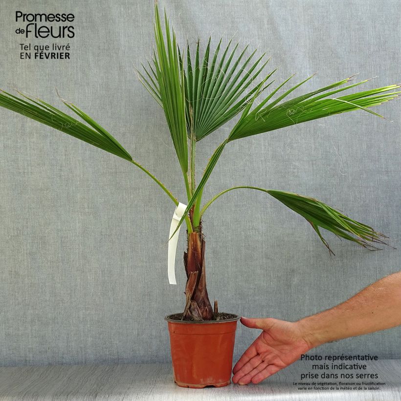 Esemplare di Washingtonia robusta - Palma messicana Vaso da 2L/3L come consegnato in autunno