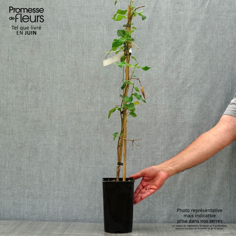Esemplare di Dregea sinensis - Wattakaka Vaso da 2L/3L consegnato in estate