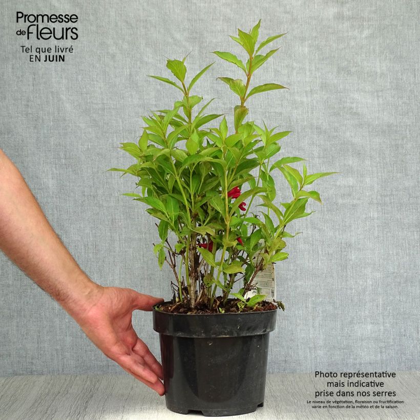 Esemplare di Weigelia All Summer Red Vaso da 3L/4L consegnato in estate