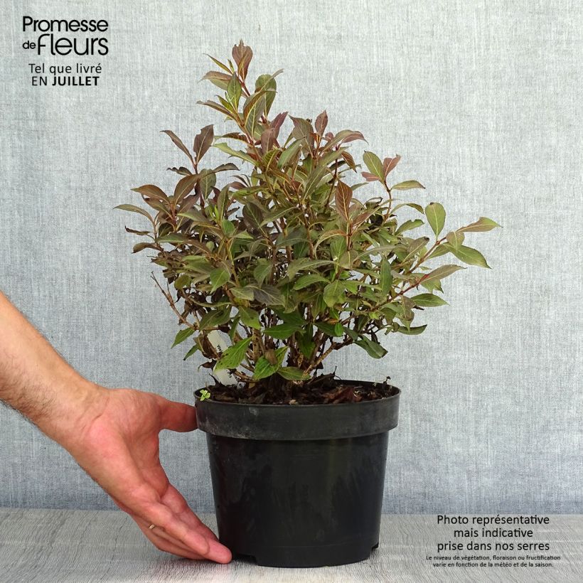 Esemplare di Weigelia Black and White Vaso da 3L/4L consegnato in estate