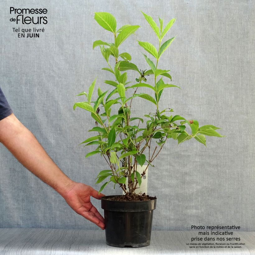 Esemplare di Weigelia Candida Vaso da 3L/4L consegnato in estate