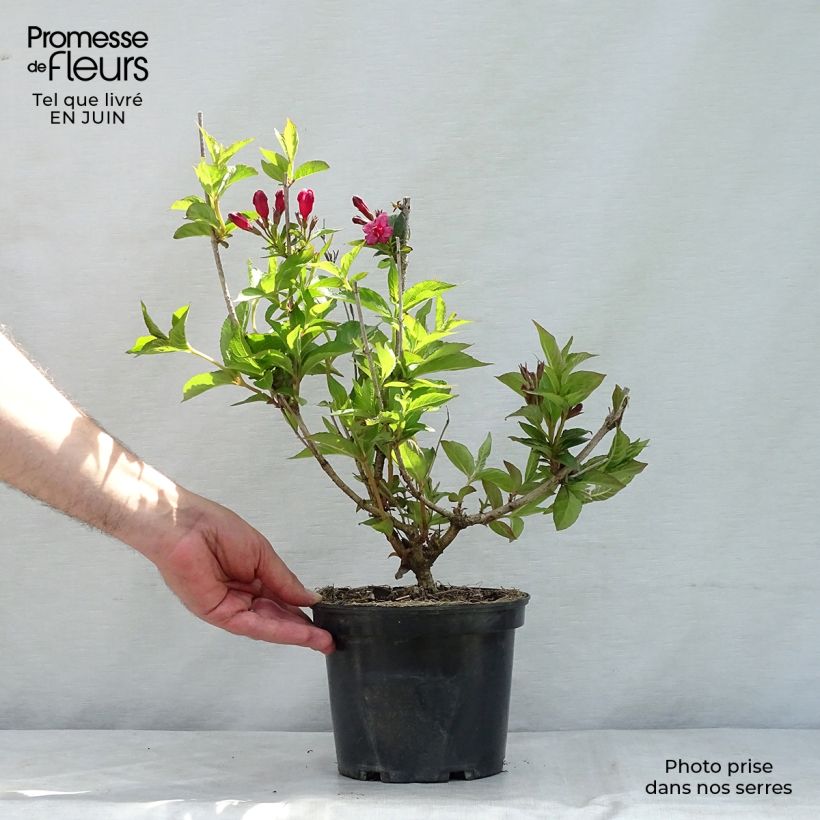 Esemplare di Weigelia Bristol Ruby Vaso da 2L/3L consegnato in estate