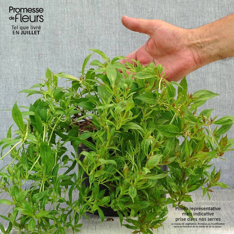 Esemplare di Weigelia Picobella Bianco Vaso da 3L/4L consegnato in estate