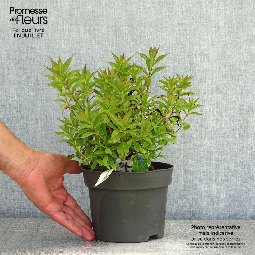 Esemplare di Weigelia Picobella Rosso Vaso da 2L/3L consegnato in estate