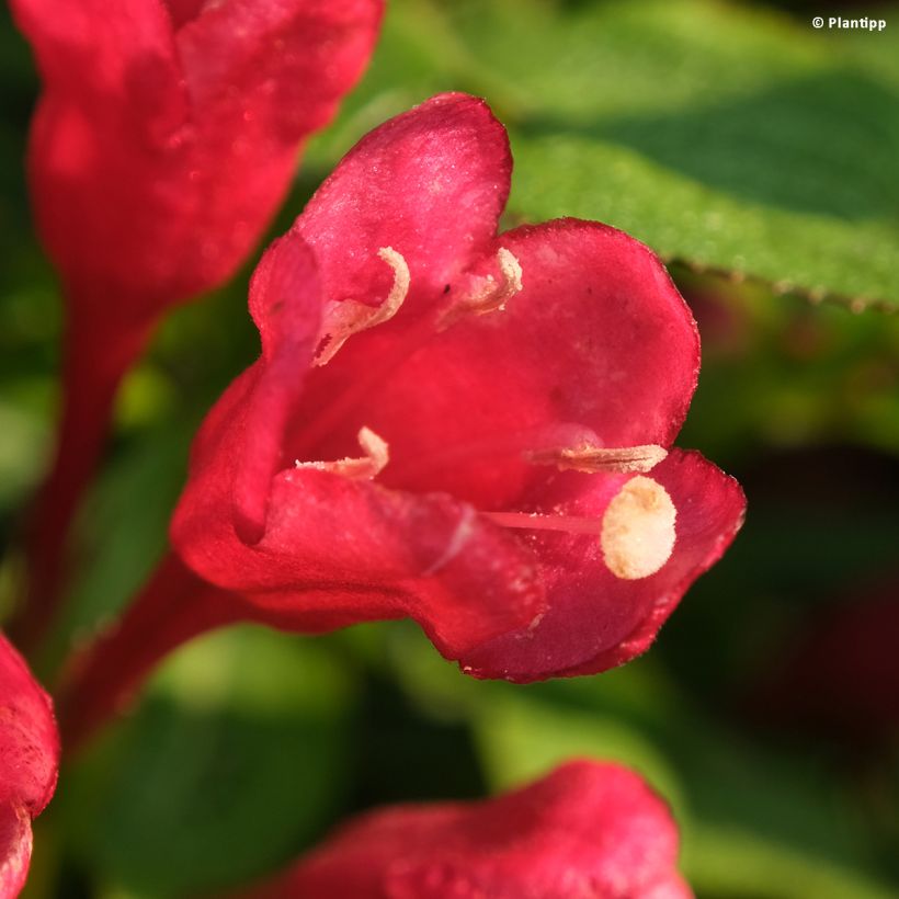 Weigelia Picobella Rosso (Fioritura)