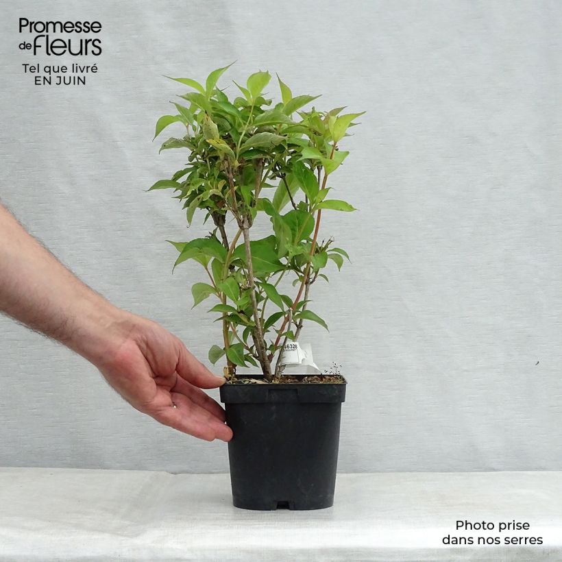 Esemplare di Weigelia Stelzneri Vaso da 2L/3L consegnato in estate