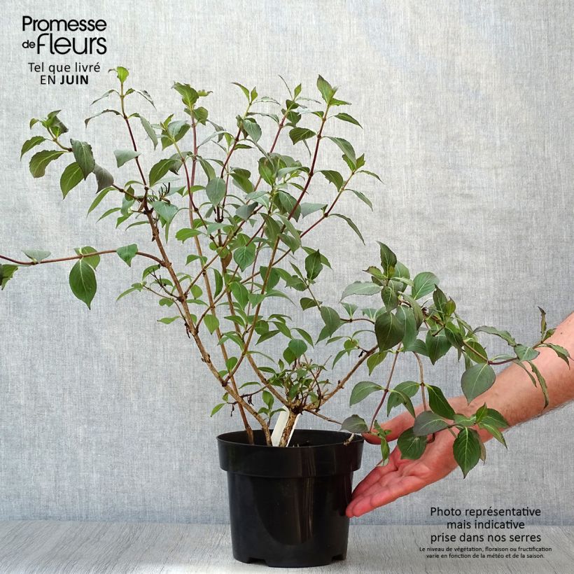 Esemplare di Weigelia Wings of Fire Vaso da 3L/4L consegnato in estate