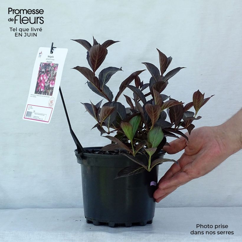 Esemplare di Weigelia Alexandra Vaso da 2L/3L consegnato in estate