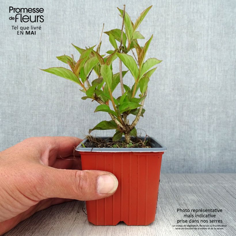 Weigelia Bristol Ruby Vasetto da 8/9 cm esemplare consegnato in primavera