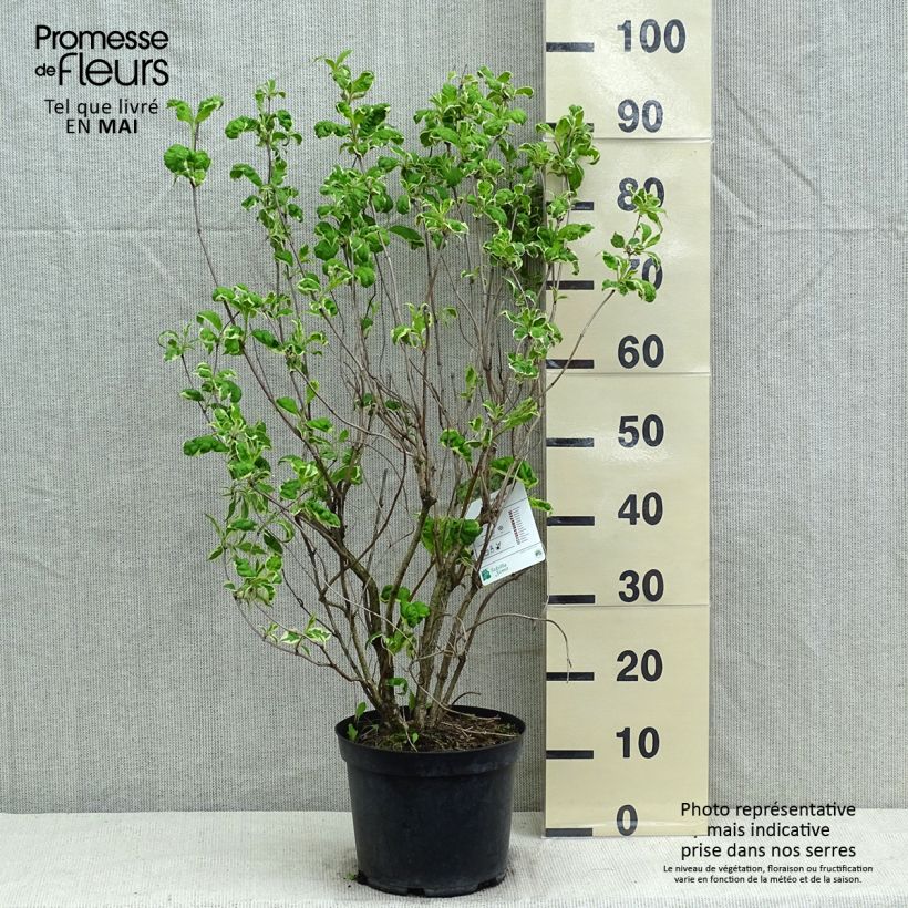 Weigelia Caricature Vaso da 4L/5L esemplare consegnato in primavera