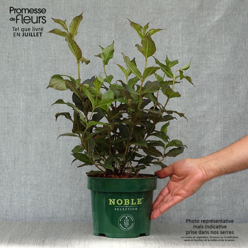 Esemplare di Weigelia Ebony and Ivory Vaso da 3L/4L consegnato in estate
