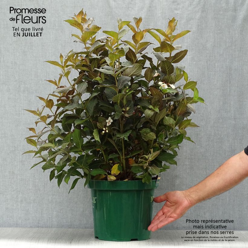 Esemplare di Weigelia Ebony and Ivory Vaso da 7,5L/10L consegnato in estate