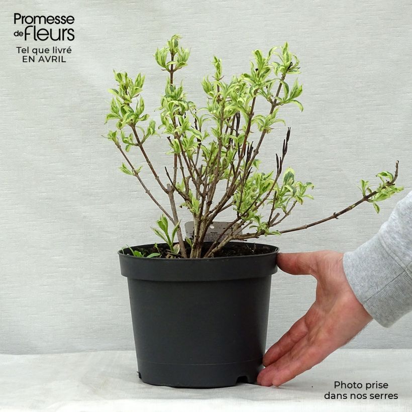 Weigelia Magical Rainbow Vaso da 3L/4L esemplare consegnato in primavera