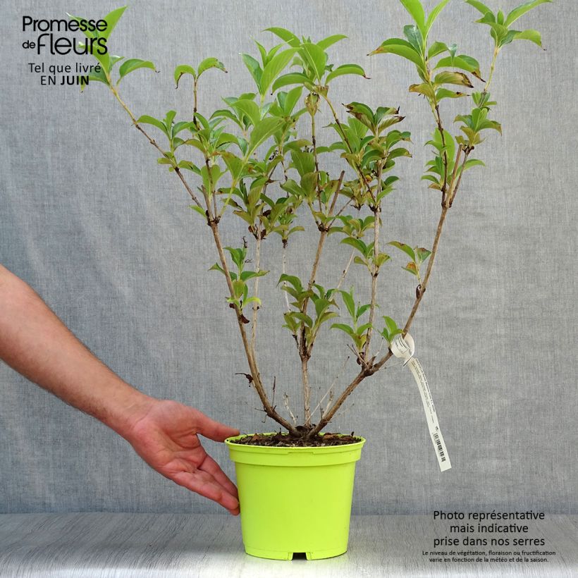 Esemplare di Weigelia Marjorie Vaso da 2L/3L consegnato in estate