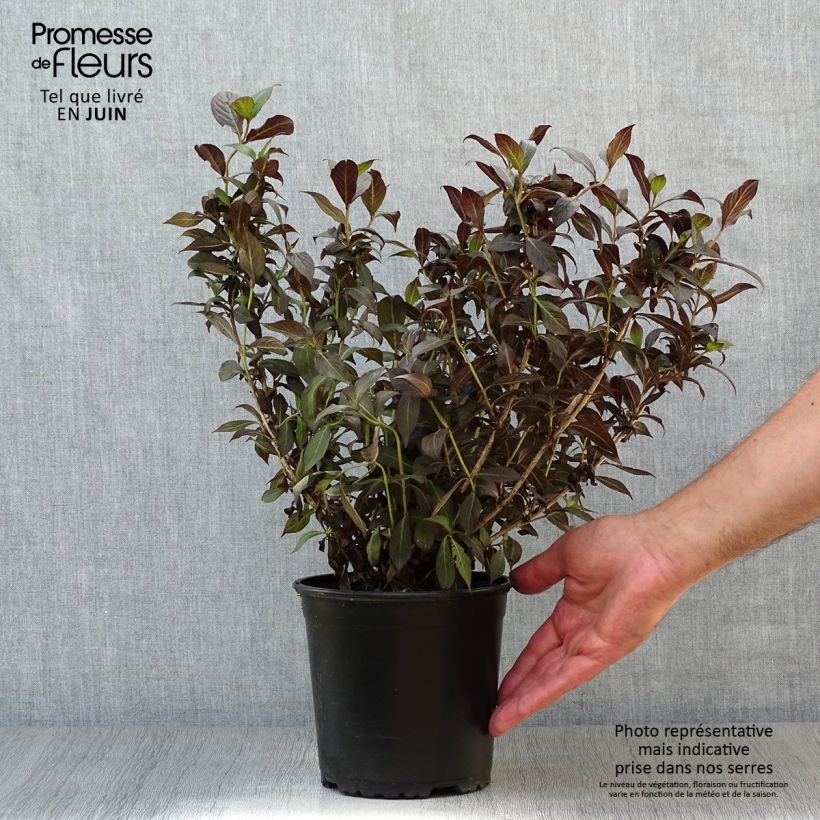 Esemplare di Weigelia Minor Black Vaso da 2L/3L consegnato in estate