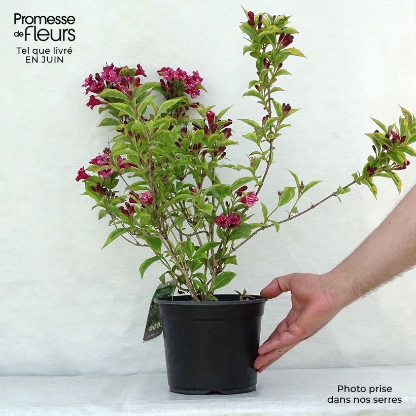 Esemplare di Weigelia Brigela Vaso da 2L/3L consegnato in estate
