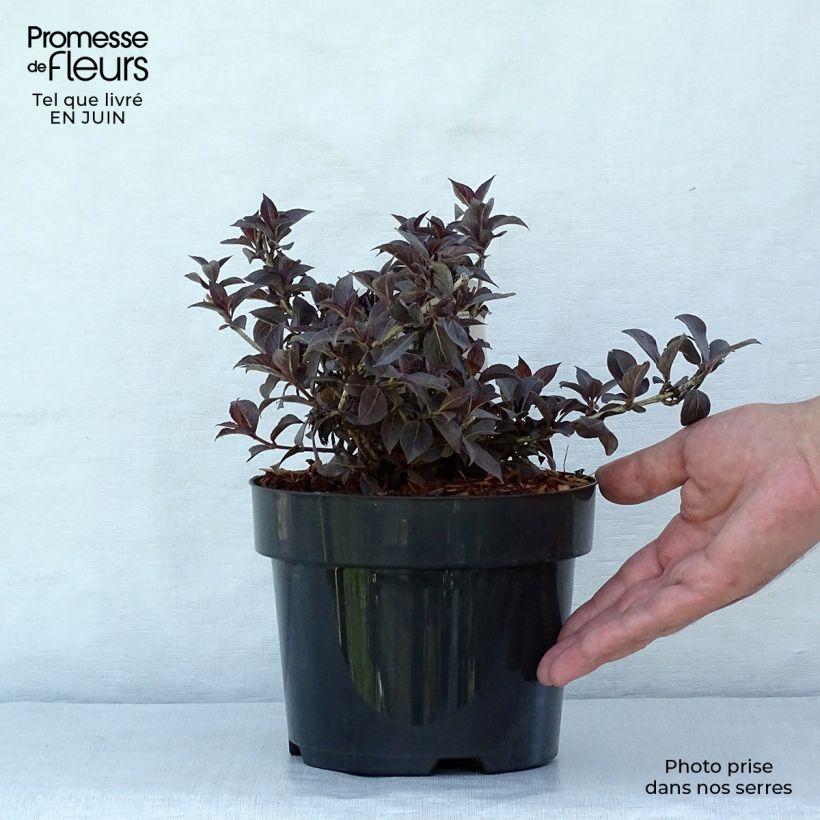 Esemplare di Weigelia Nana Purpurea Vaso da 3L/4L consegnato in estate