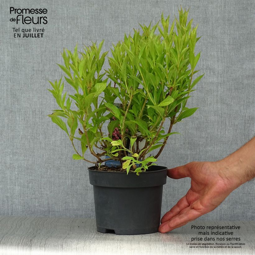 Esemplare di Weigelia Picobella Rosa Vaso da 2L/3L consegnato in estate