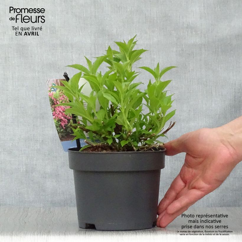 Weigelia Picobella Rosa Vaso da 2L/3LAltezza consegnata circa 20/30cm esemplare consegnato in primavera
