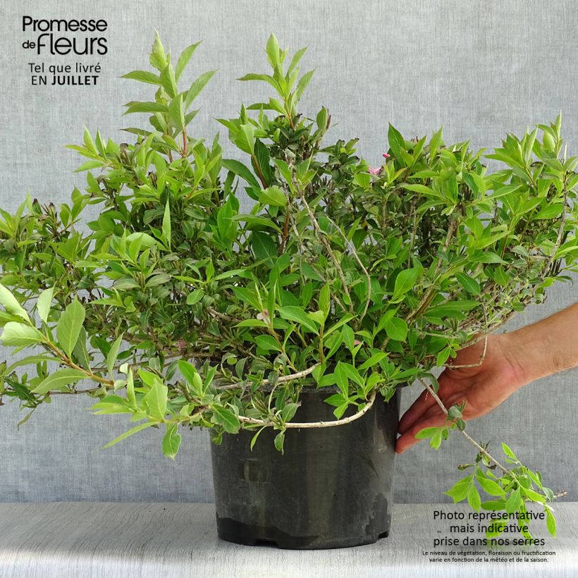 Esemplare di Weigelia Pink Poppet Vaso da 7,5L/10L consegnato in estate