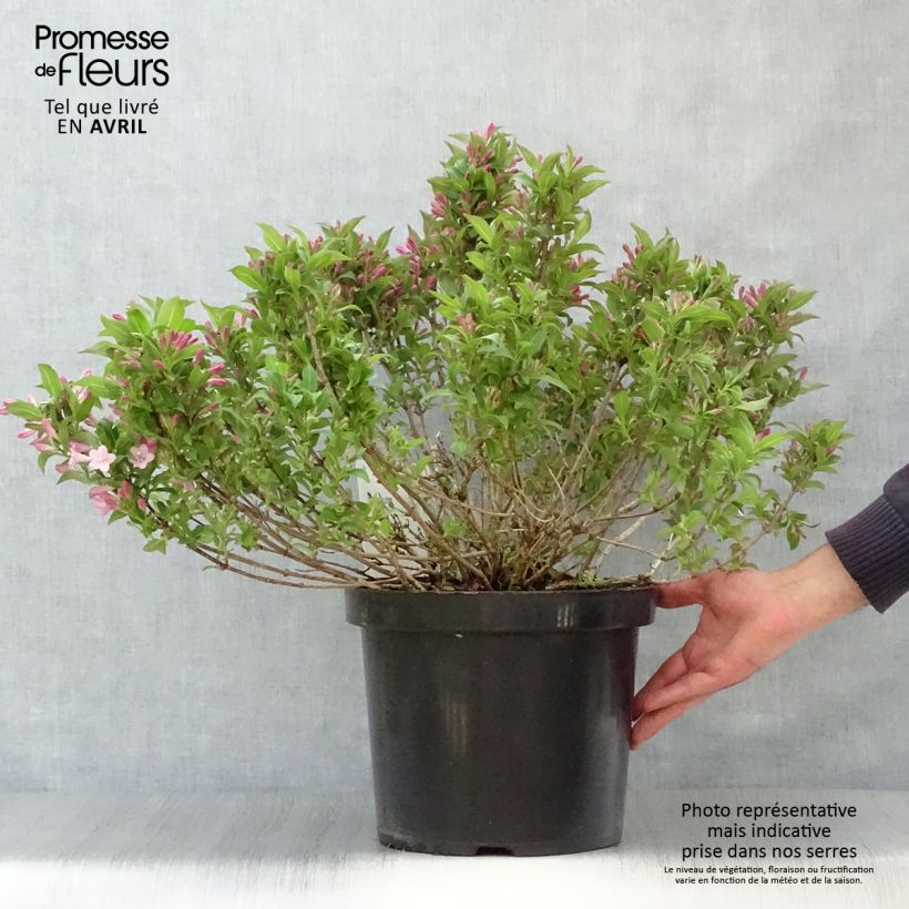 Weigelia Pink Poppet Vaso da 7,5L/10LAltezza consegnata circa 50/60cm esemplare consegnato in primavera