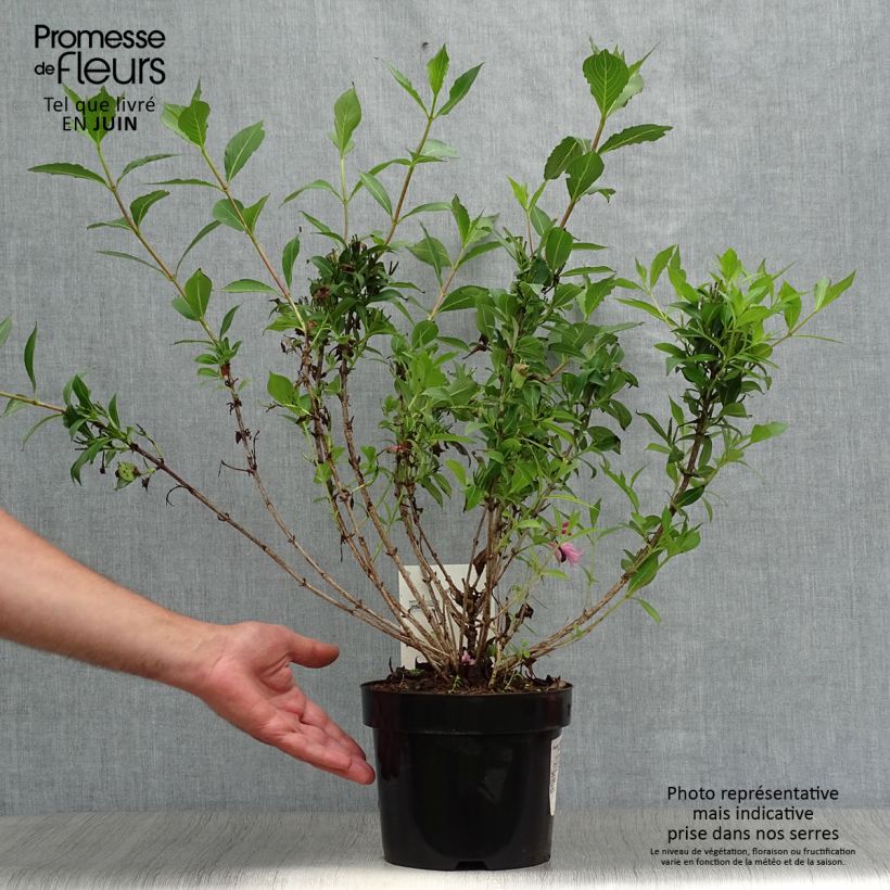 Esemplare di Weigelia Pink Poppet Vaso da 3L/4L consegnato in estate