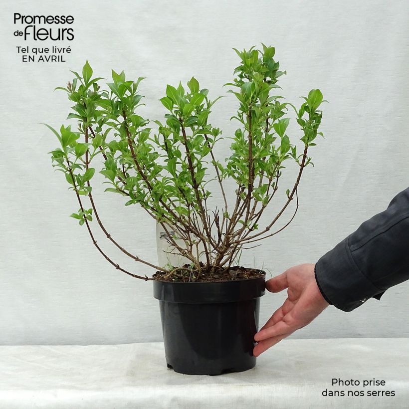 Weigelia Pink Poppet Vaso da 3L/4LAltezza consegnata circa 40/50cm esemplare consegnato in primavera