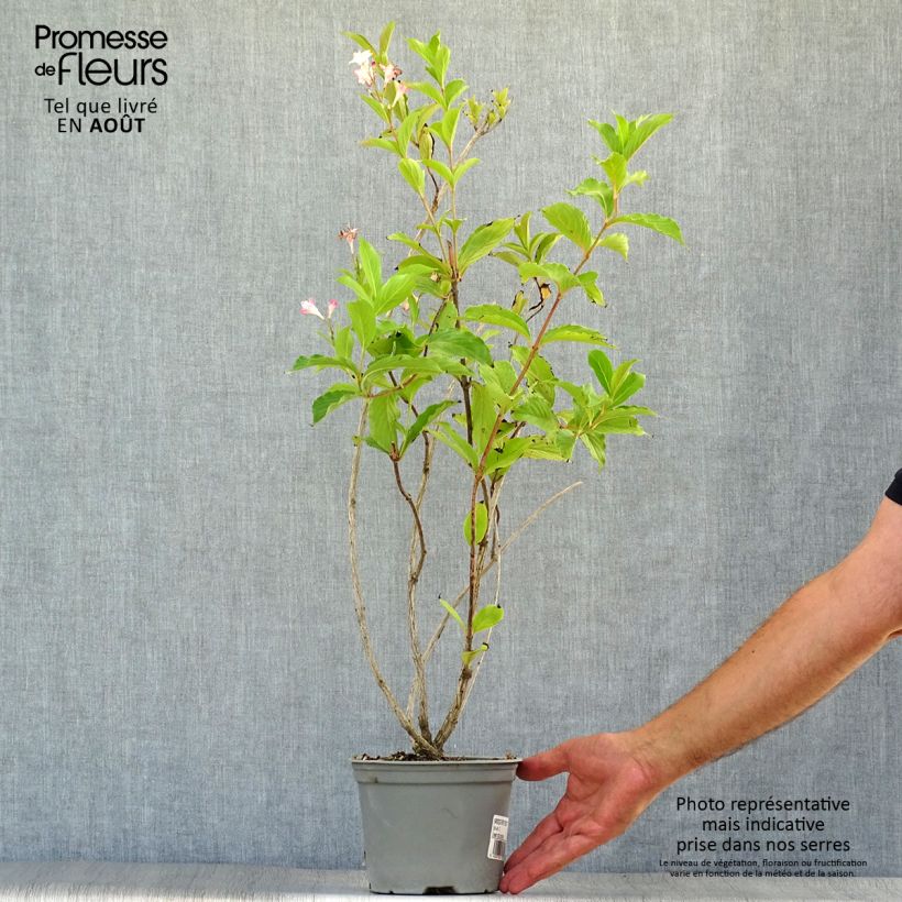 Esemplare di Weigelia Rosea Vaso da 2L/3L consegnato in estate