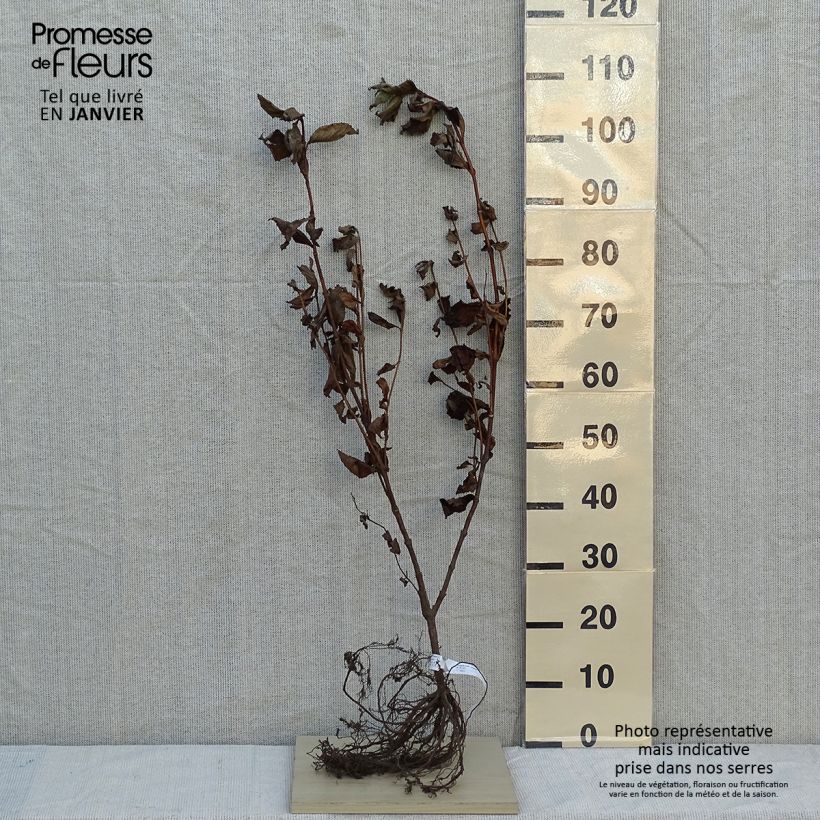 Weigelia Rosea Piante piccole a radice nuda esemplare consegnato in inverno