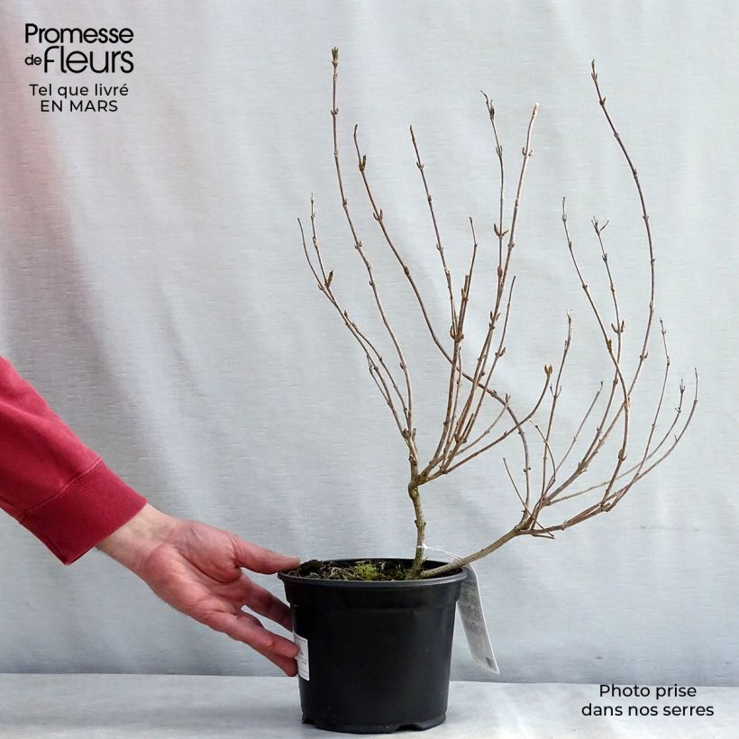 Weigelia Carnaval Vaso da 3L/4L esemplare consegnato in primavera
