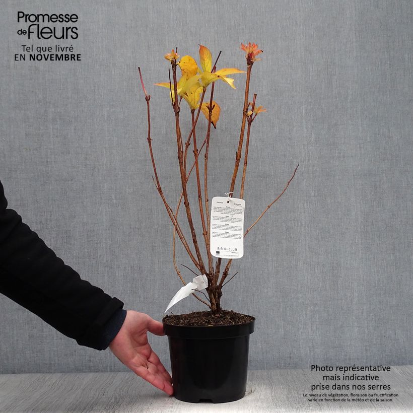 Esemplare di Weigelia Carnaval Vaso da 3L/4L come consegnato in autunno