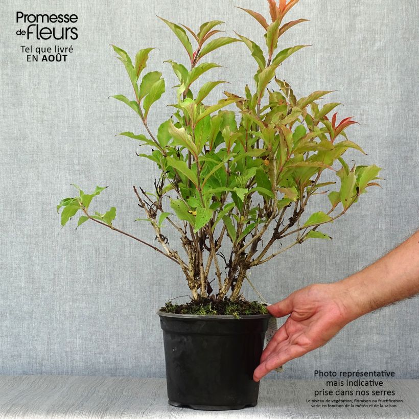 Esemplare di Weigelia Red Prince Vaso da 2L/3L consegnato in estate