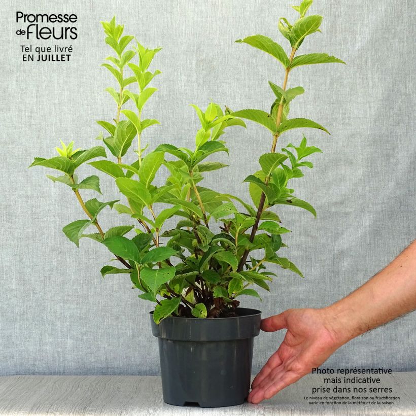 Esemplare di Weigela middendorffiana Vaso da 3L/4L consegnato in estate