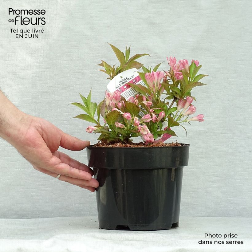 Esemplare di Weigelia All Summer Peach Vaso da 3L/4L consegnato in estate