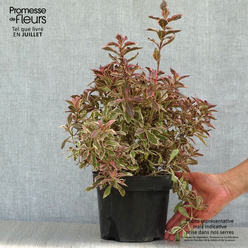 Esemplare di Weigelia Monet Verweig Vaso da 2L/3L consegnato in estate