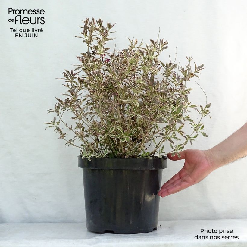 Esemplare di Weigelia Monet Verweig Vaso da 7,5L/10L consegnato in estate