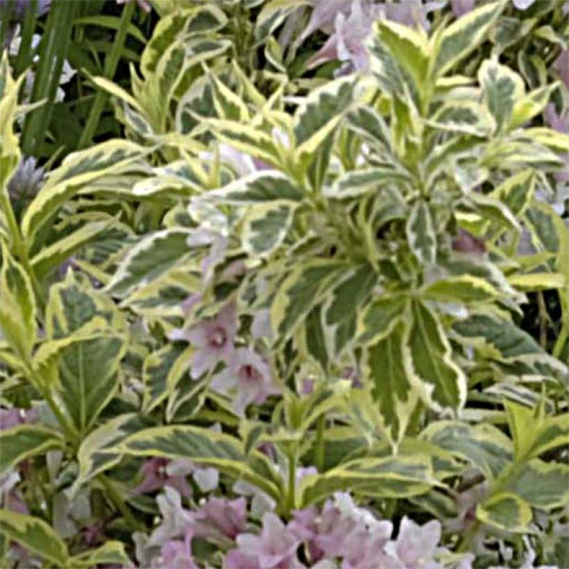 Weigelia Nana Variegata (Fogliame)