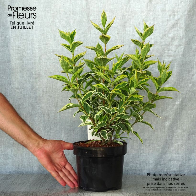 Esemplare di Weigelia Nana Variegata Vaso da 2L/3L consegnato in estate